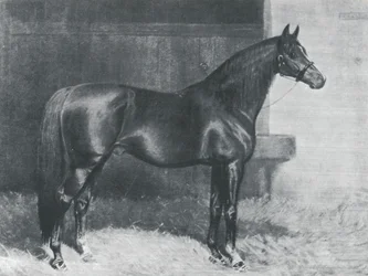 Cyllene, caballo británico de pura sangre de carrera